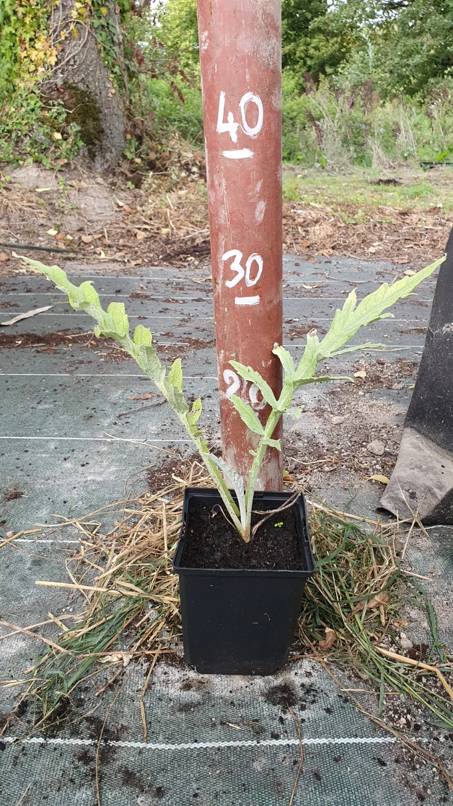 Artichaut "Green Globe" (cynara scolymus) - Image 3