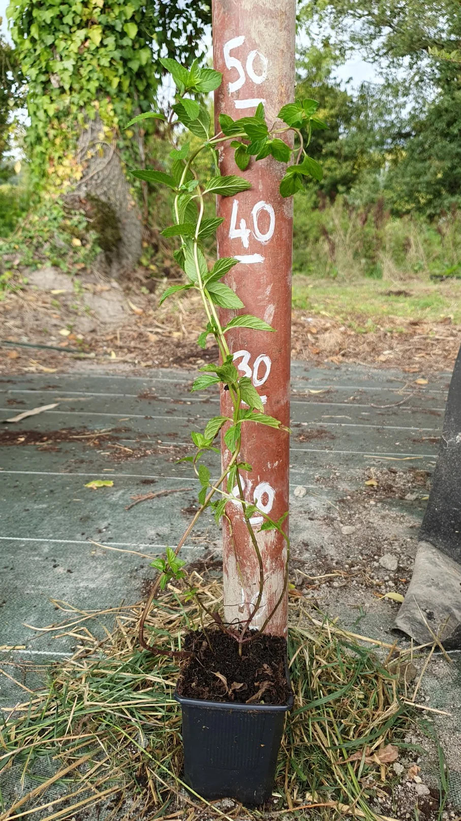 Basilic du "Kilimandjaro" // Basilic perpétuel (Occinum kilimandsharicum) - Image 3