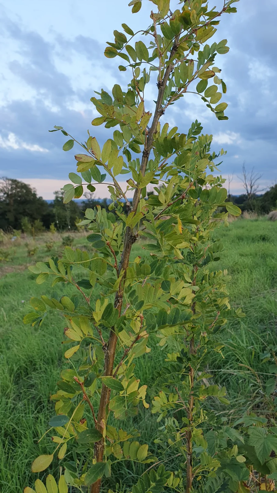 Caraganier de sibérie/ Arbre aux petit-pois (caragana arborescens) - Image 3
