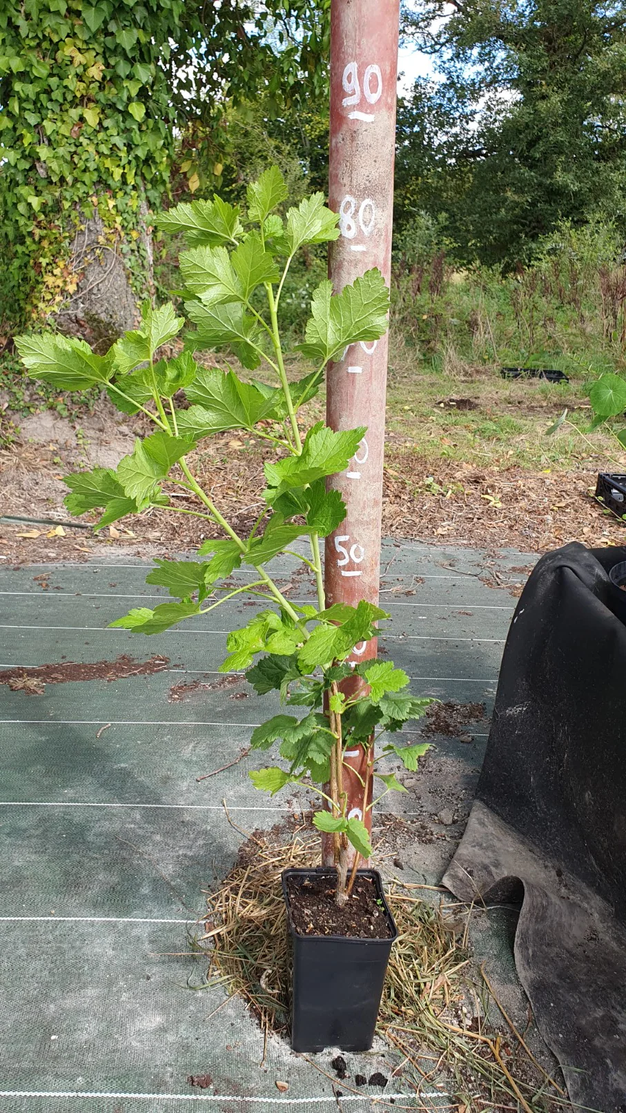 Caseille "Josta" (Ribes nidigrolaria) - Image 4