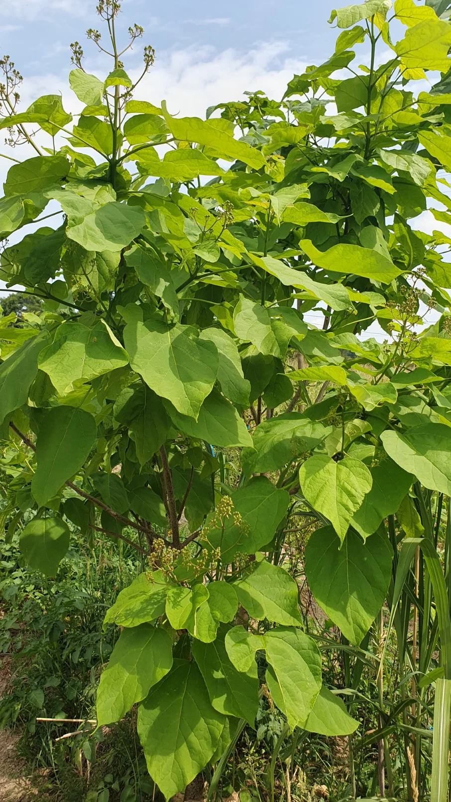 Catalpa / Arbres aux haricots (Catalpa bignonioides) - Image 3