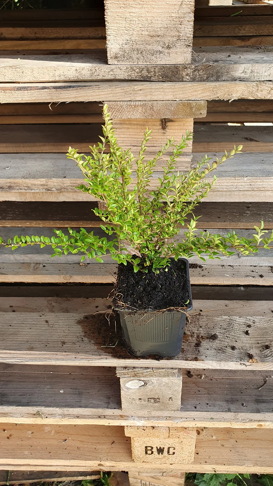 Chévreufeuille arbustif à feuille de buis (Lonicera nitida) - Image 3