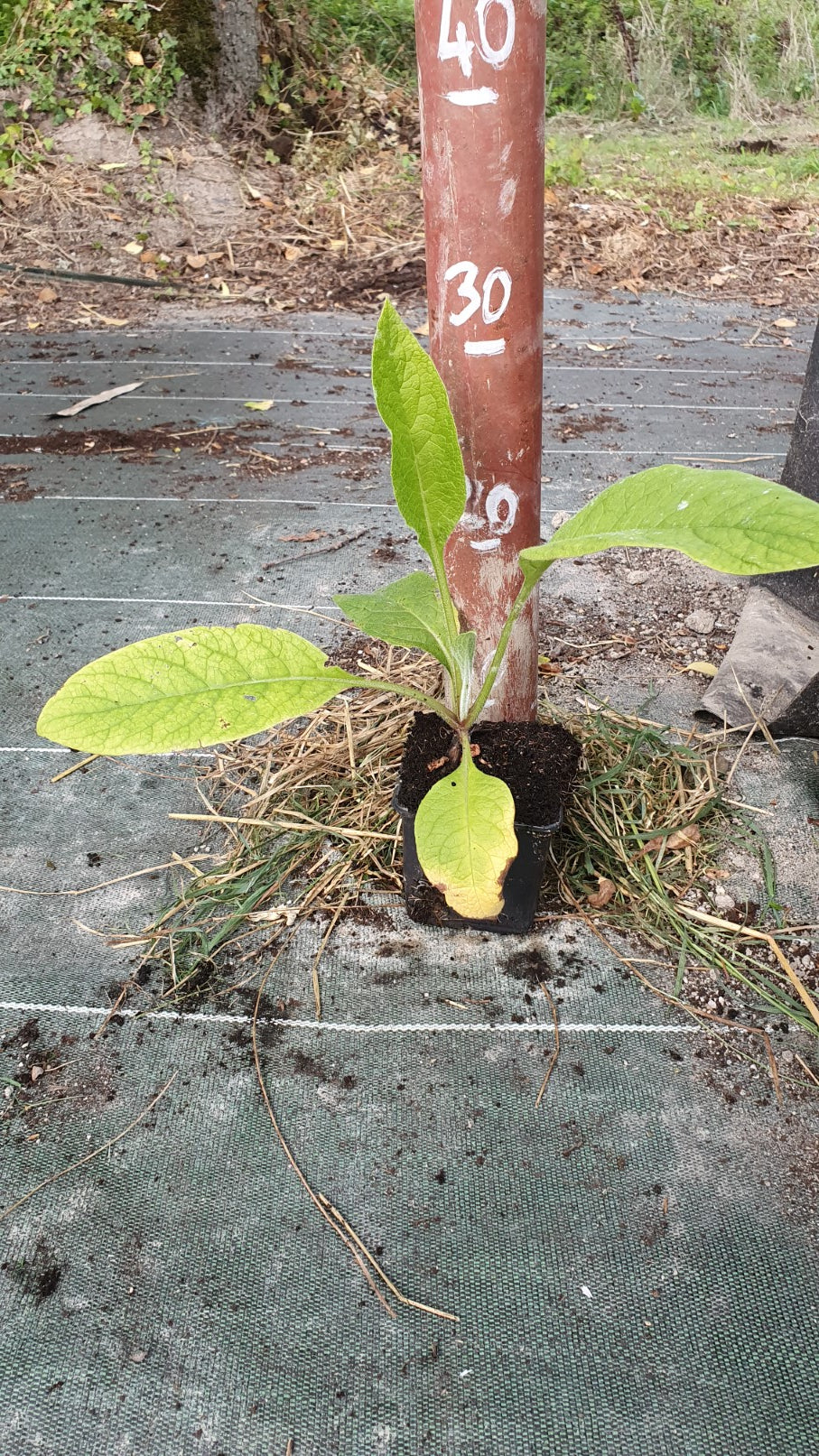 Consoude non envahissante "Bocking 14" (Symphytum officinalis) - Image 3