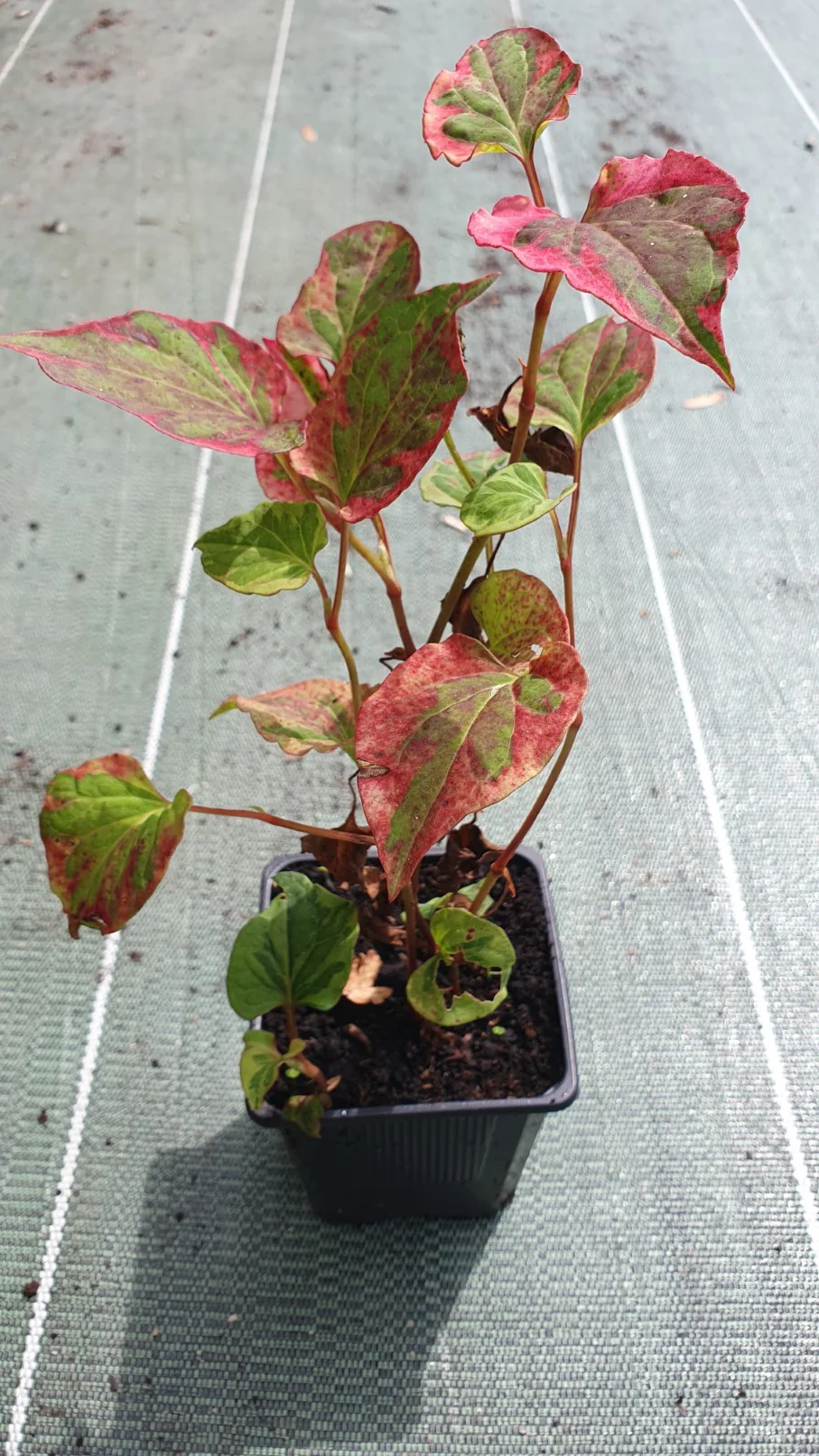 Coriandre perpétuelle "Chameleon" (Houttuynia cordata) - Image 3