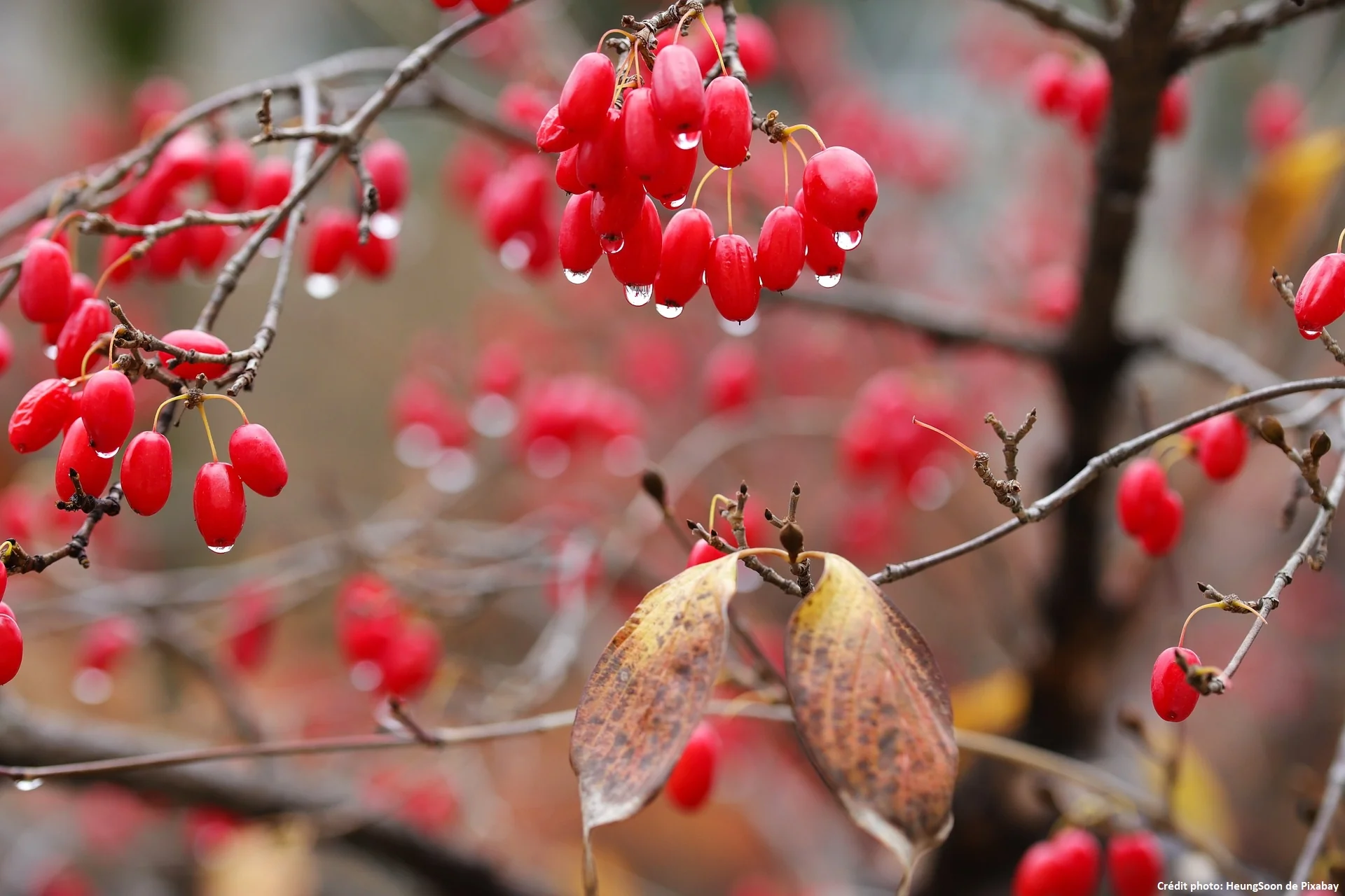 Cornouiller mäle (Cornus mas) - Image 3