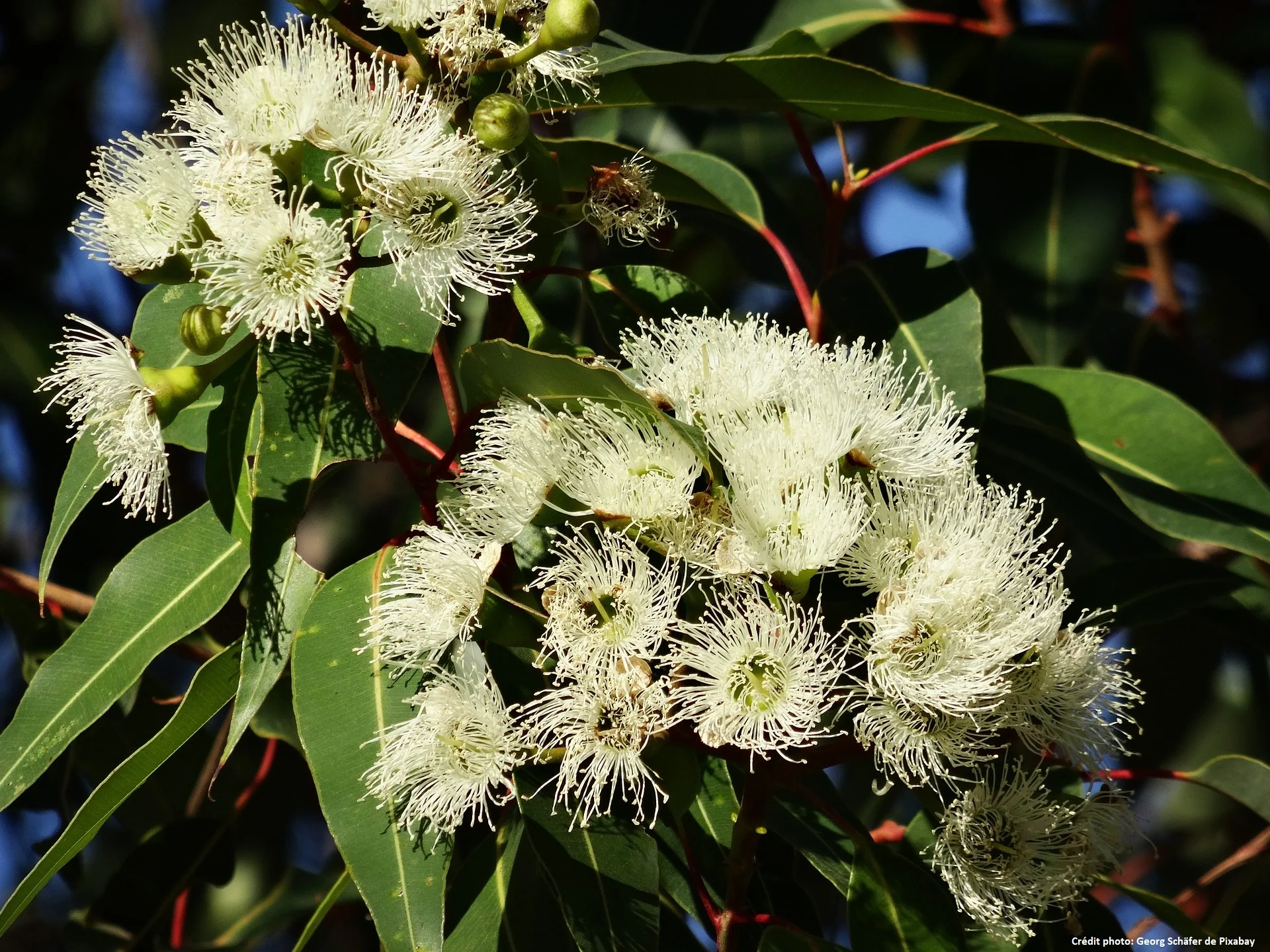 Eucalyptus Gommier des neiges (Eucalyptus niphophilia) - Image 3