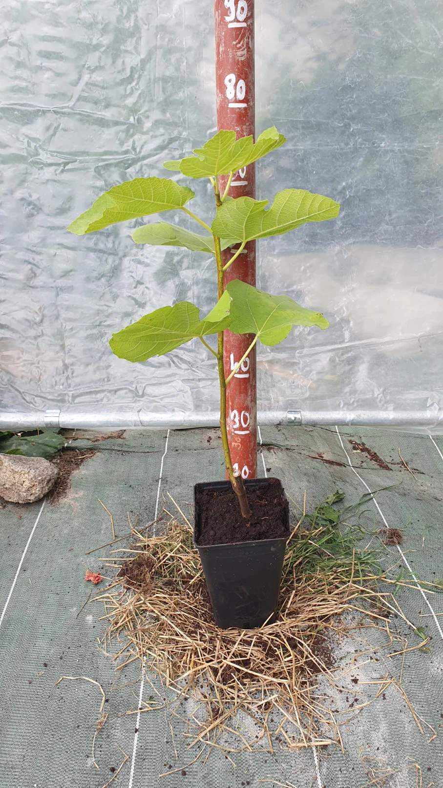 Figuier de "Boussac" (Ficus carica) - Image 3
