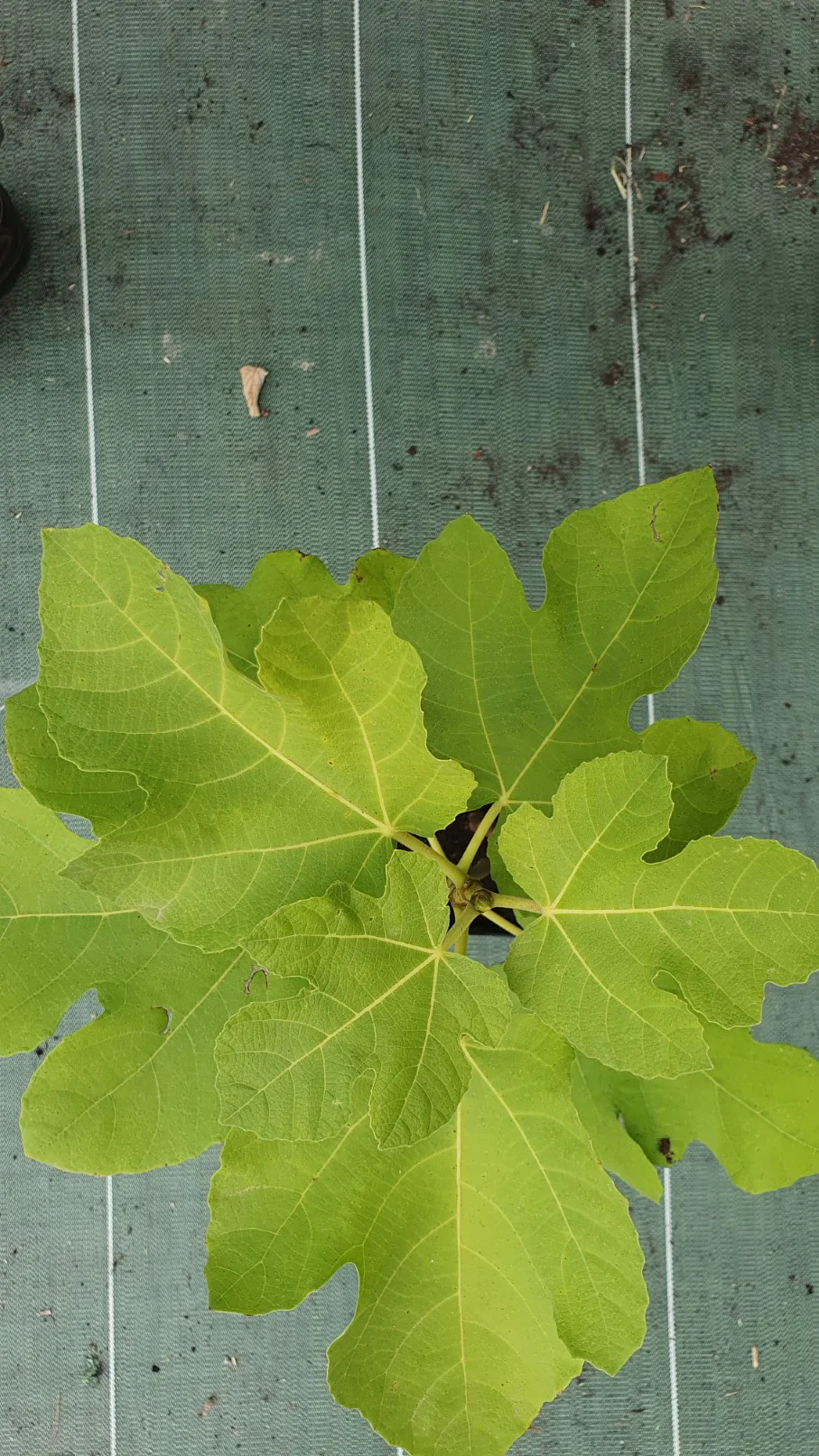 Figuier "Goutte d'or" (Ficus carica) - Image 3