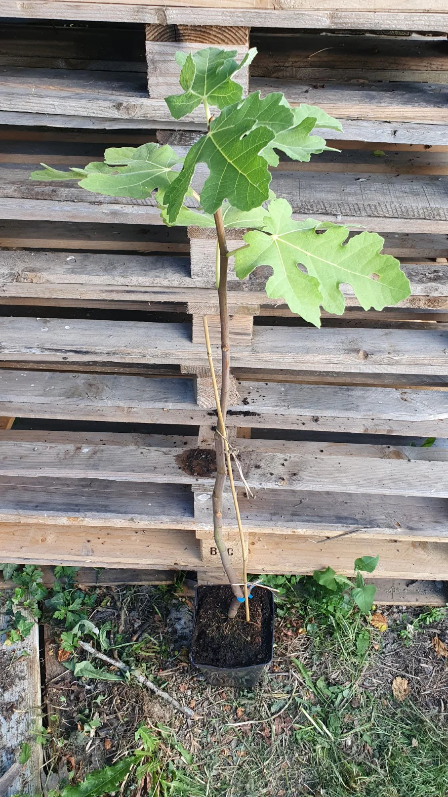 Figuier "Goutte d'or" (Ficus carica) - Image 4