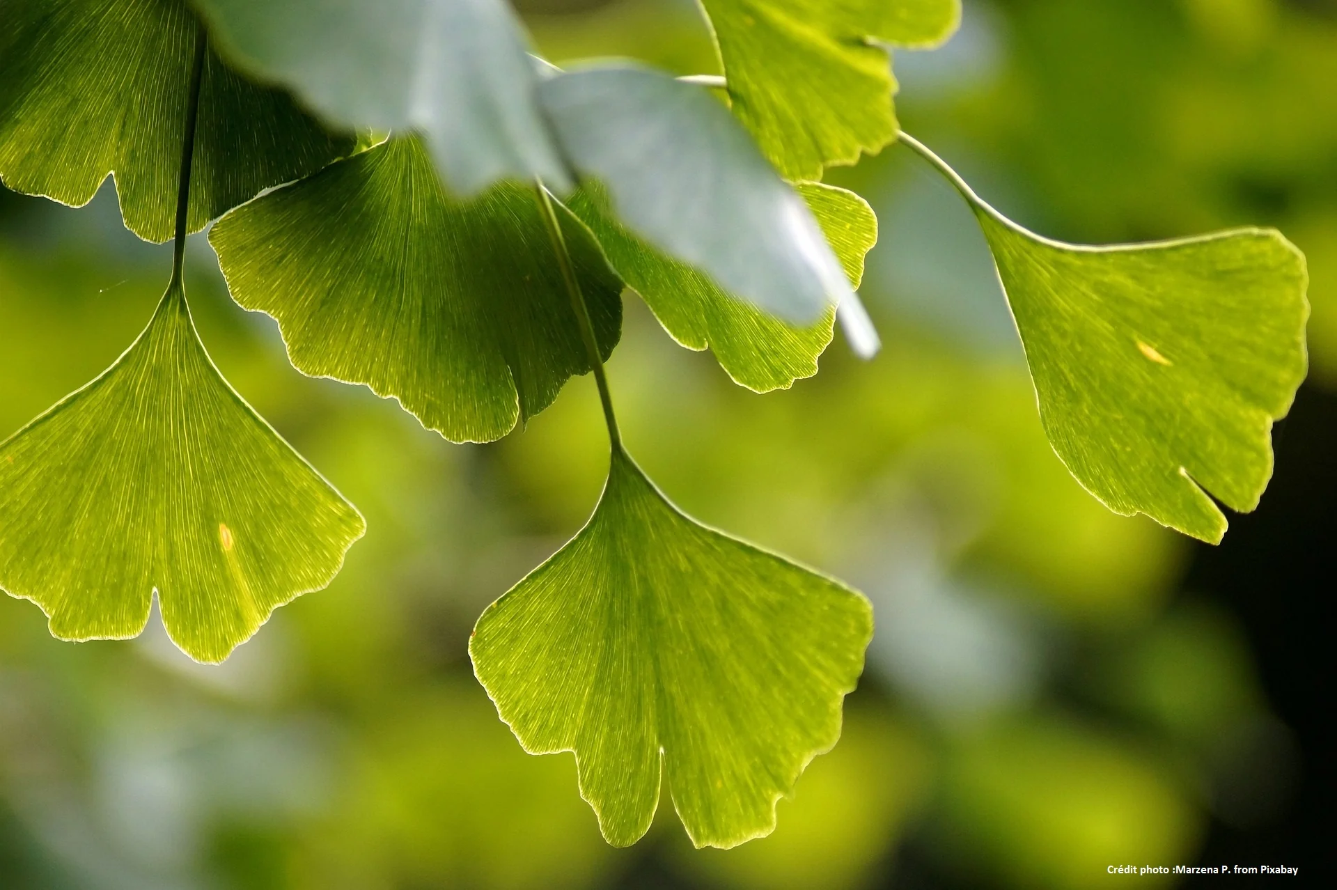 Ginkgo Biloba - Image 3