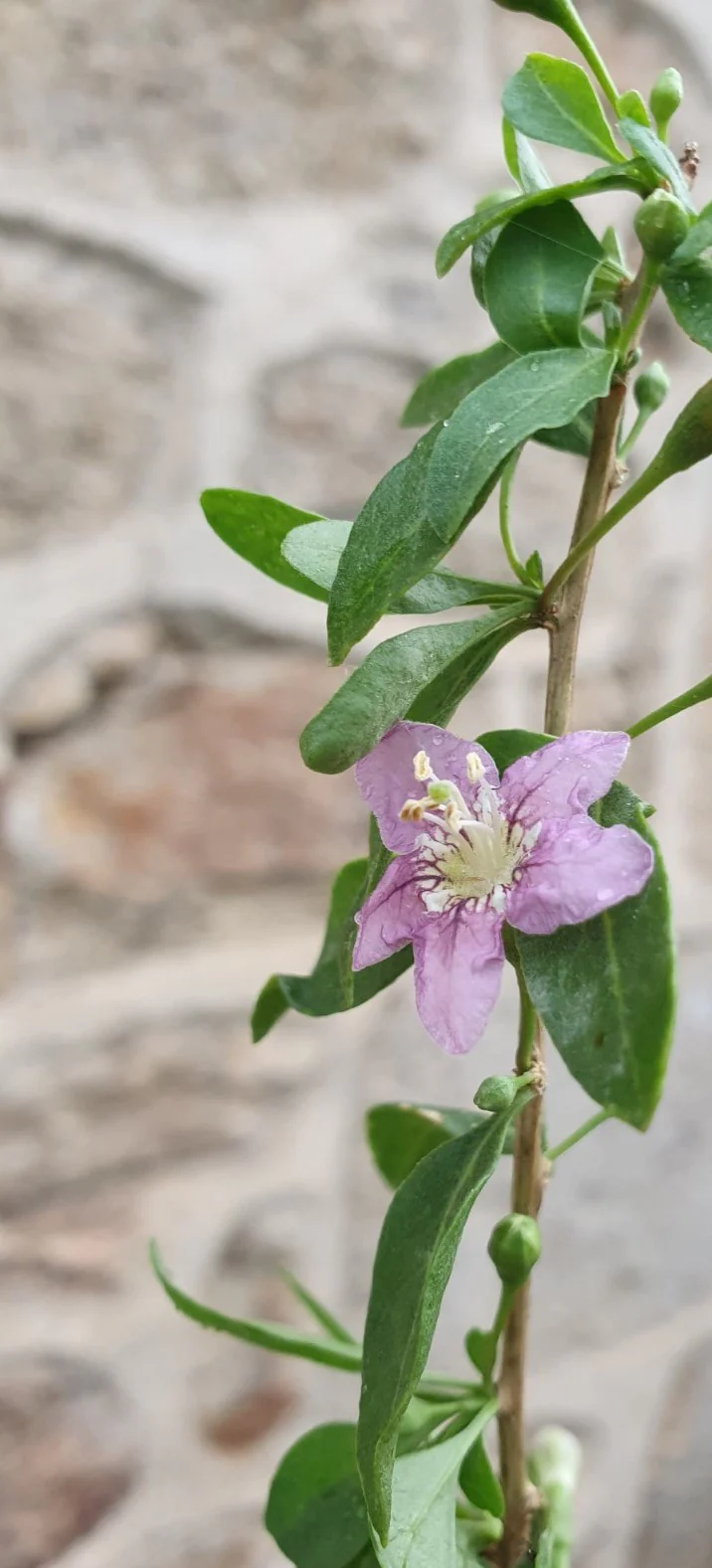 Goji // Lyciet de chine (Lycium barbarum) - Image 3
