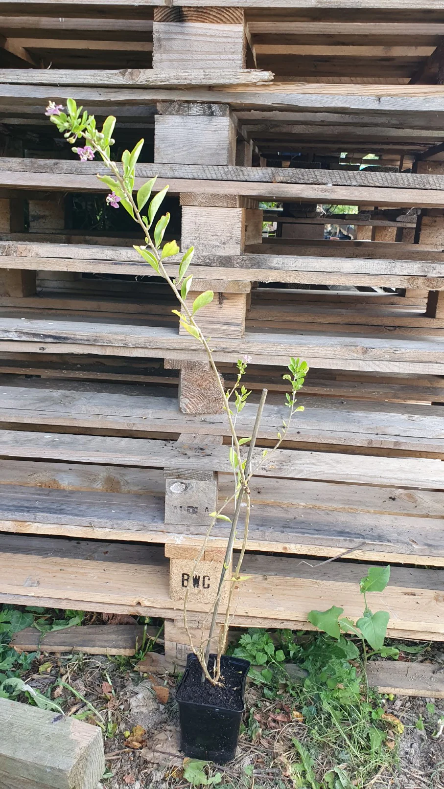 Goji // Lyciet de chine (Lycium barbarum) - Image 4