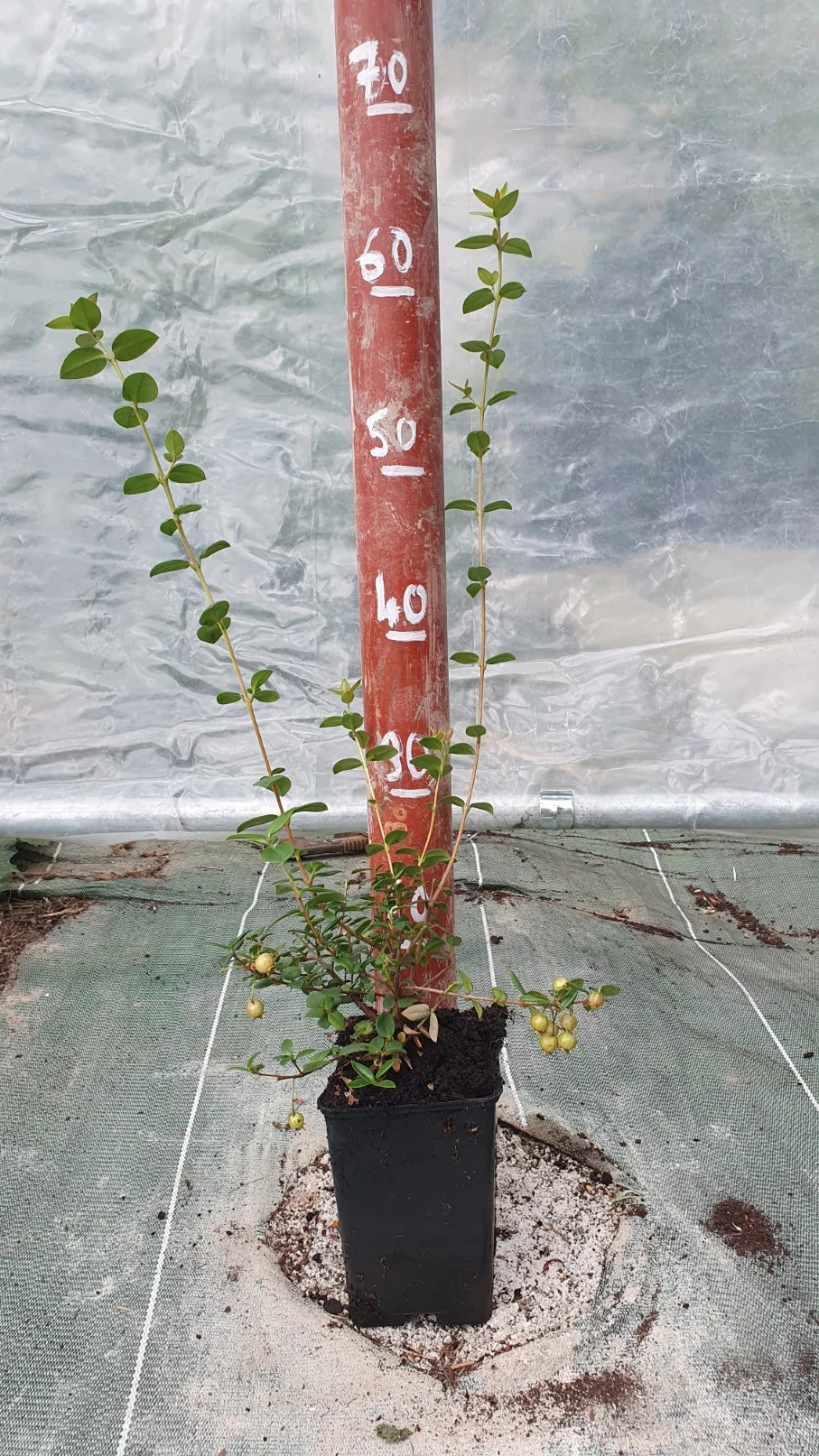 Goyavier du chili (Ugni molinae) - Image 3