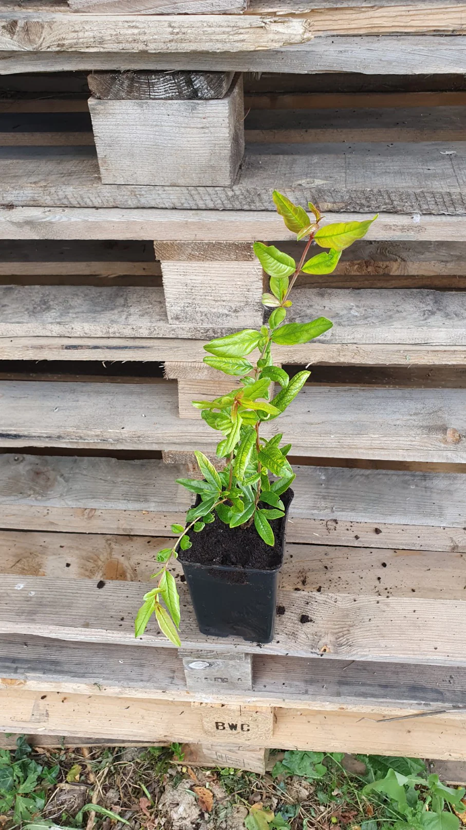 Grenadier "Fina trandral" (Punica granatum) - Image 3