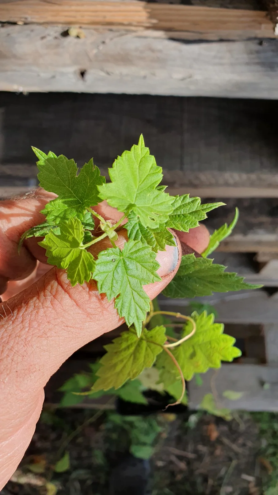 Houblon de semis (Humulus lupulus) - Image 3