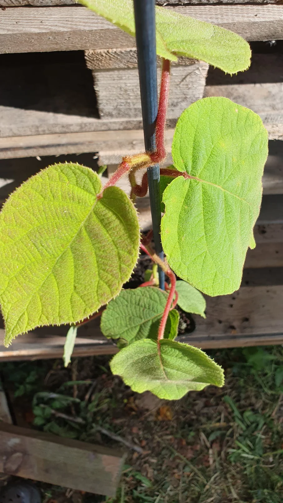 Kiwi autofertile "Jenny" (actinidia chinensis) - Image 3