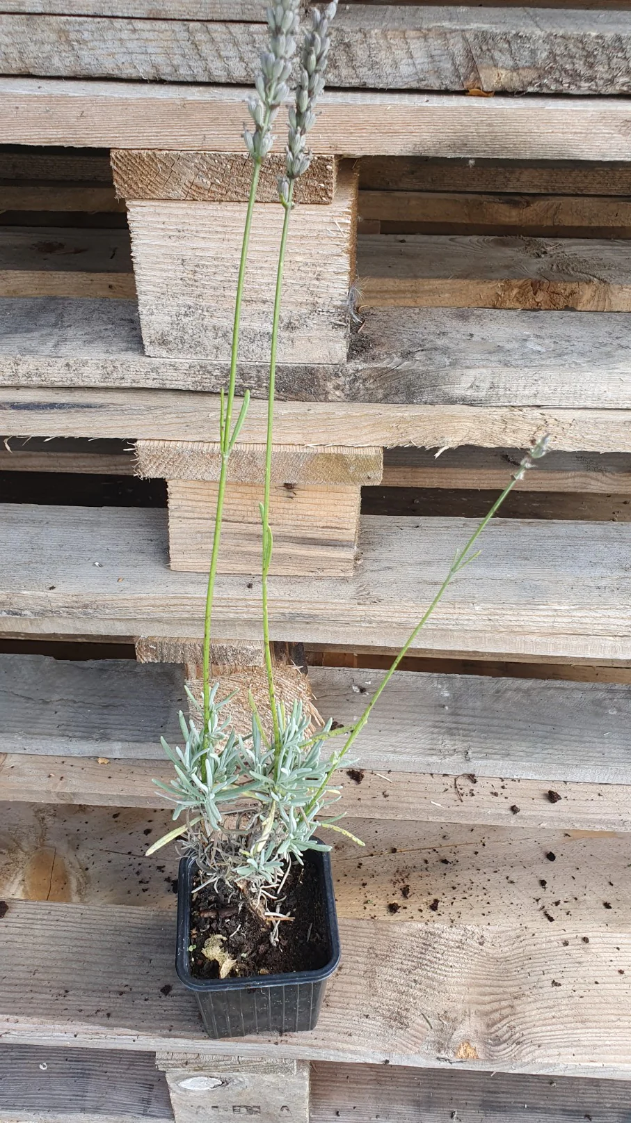 Lavandin "Grosso" (lavendula intermedia) - Image 4