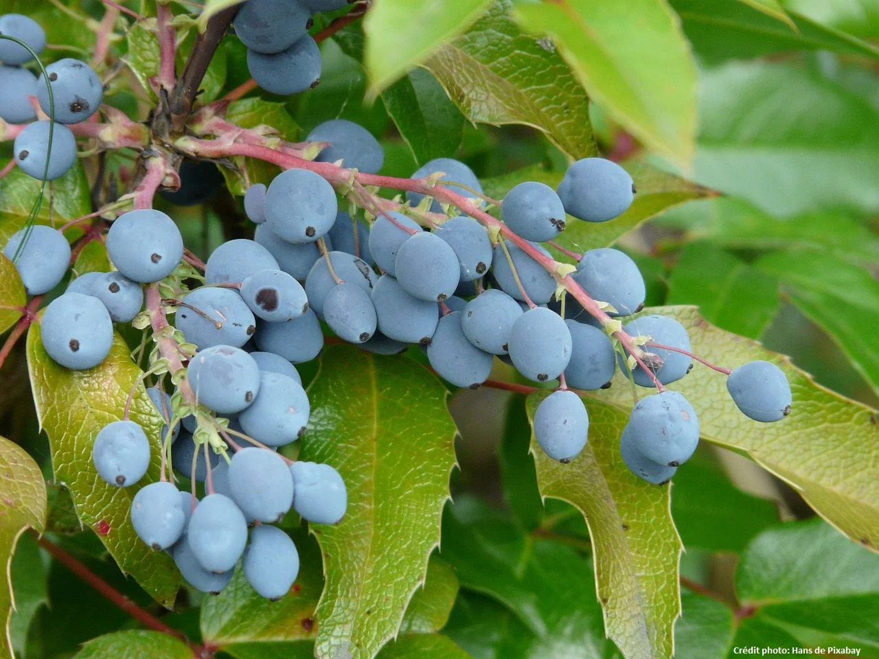 Mahonia à feuille de houx - Image 3