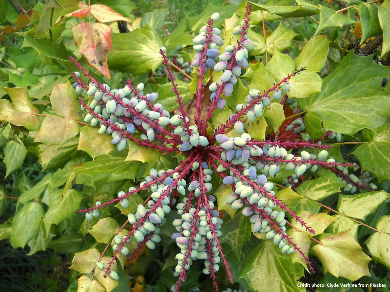 Mahonia à feuille de houx - Image 5
