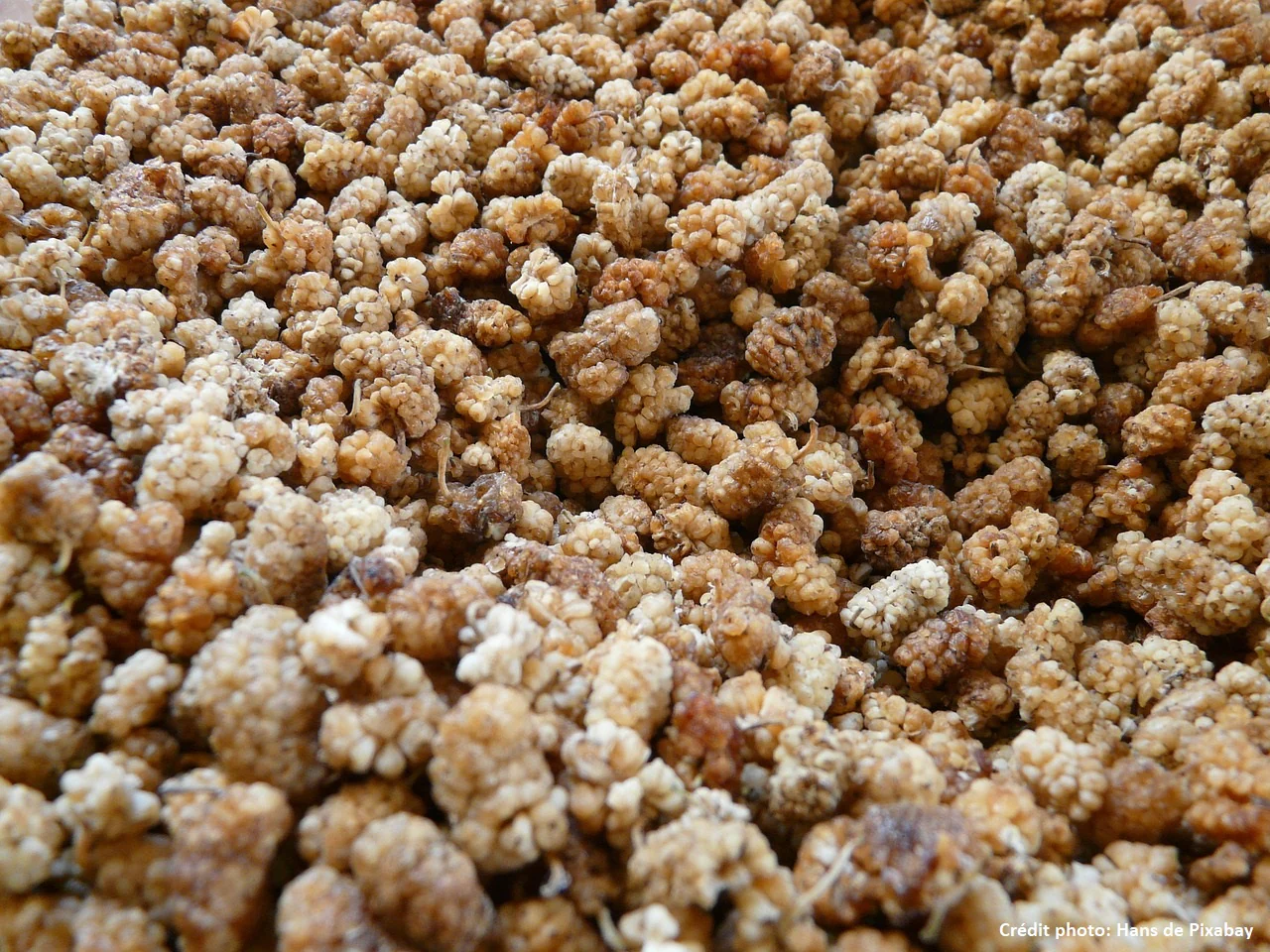 Murier blanc (morus alba) - Arbre d'avenir - Image 3