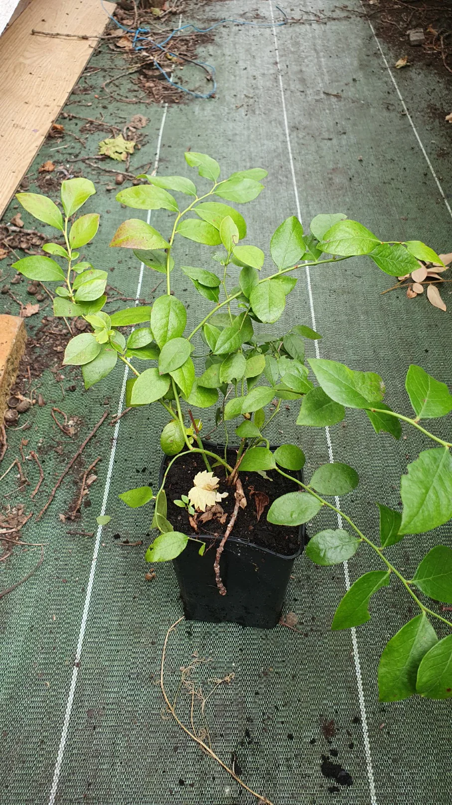 Myrtille américaine "Legacy" (Vaccinium corymbosum) - Image 3