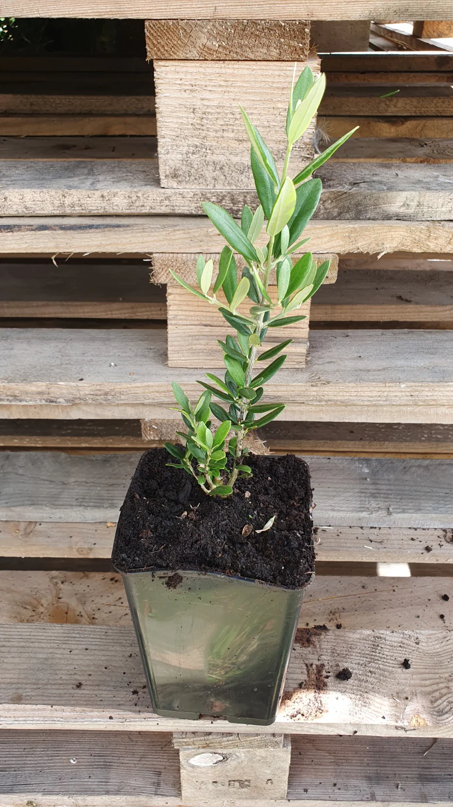 Olivier rustique autofertile "Aglandau"  (Olea Europaea) - Image 3