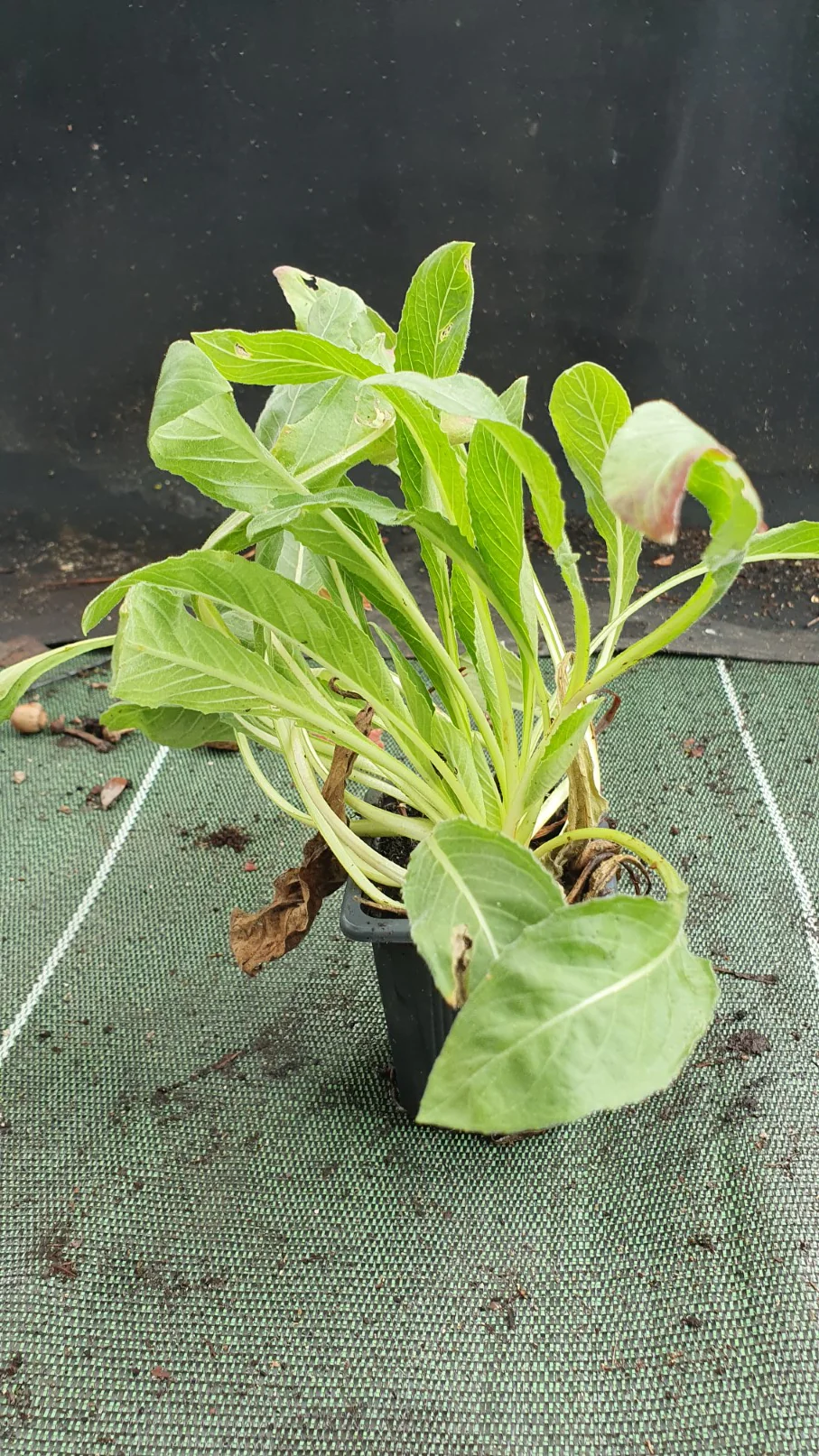 Onagre Bisanuelle (Oenothera biennis) - Image 3