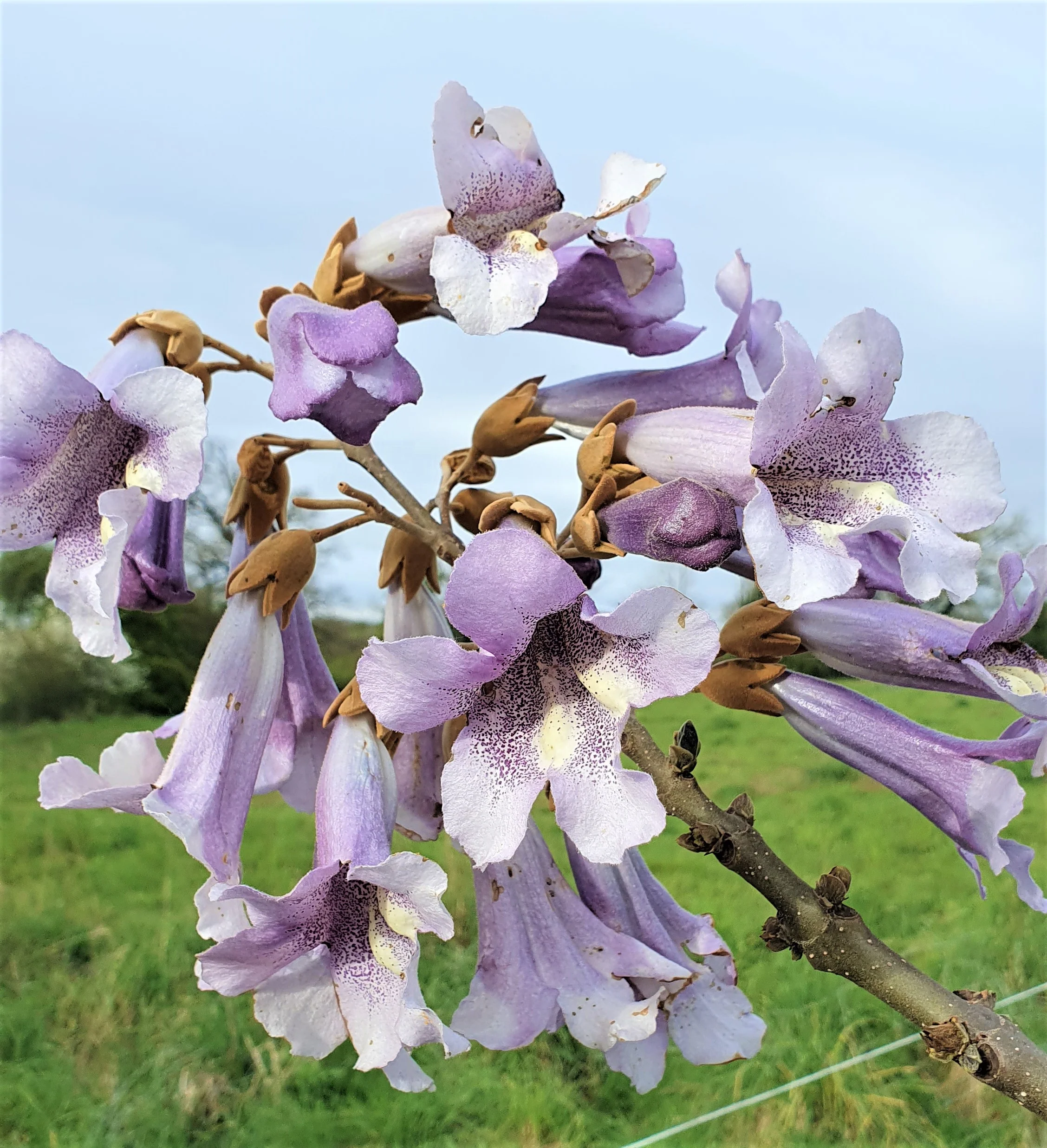 Paulownia "Shantong" - Image 3