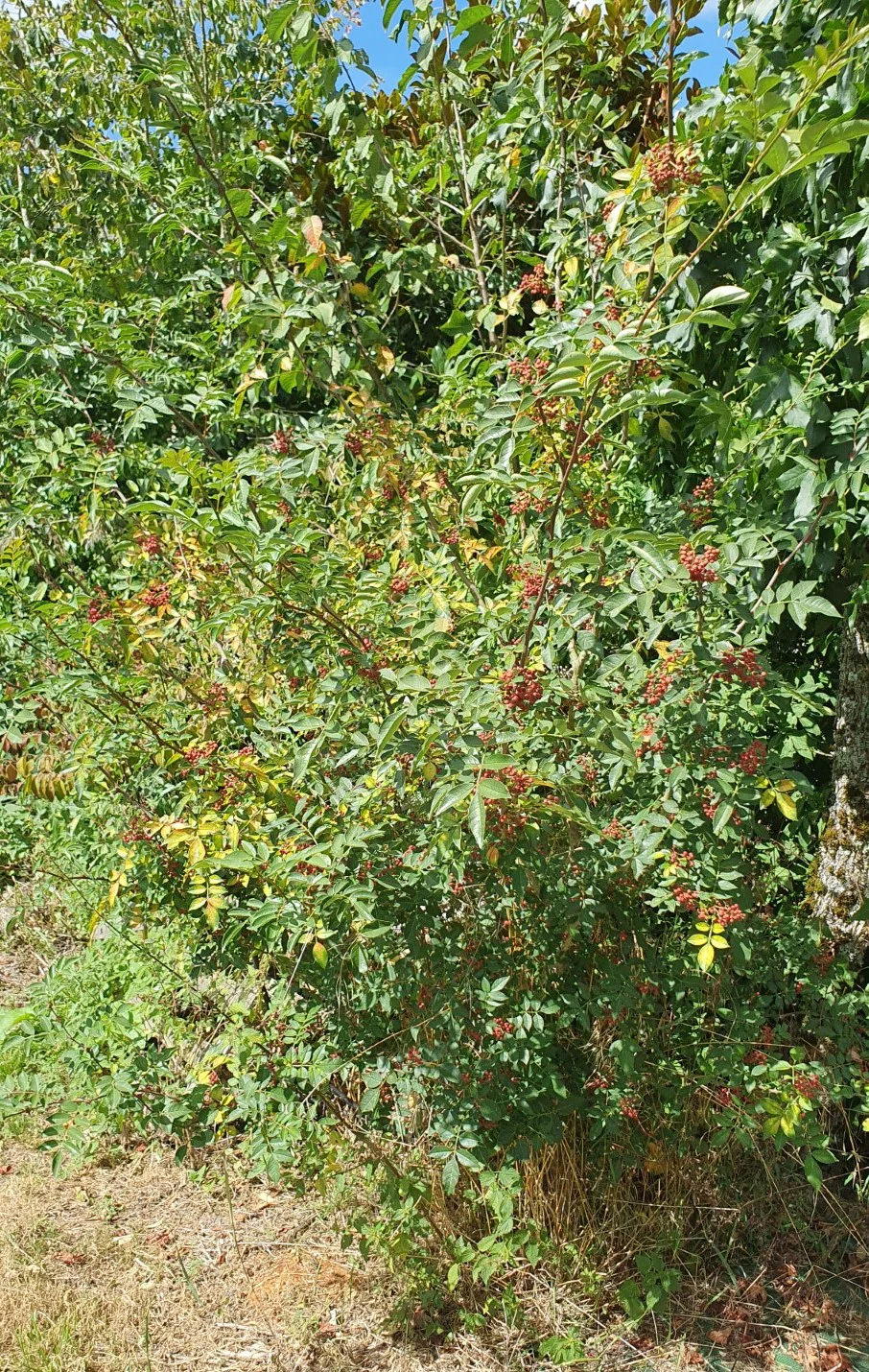 Poivrier du Sichuan (Zanthoxylum piperitum) - Image 3