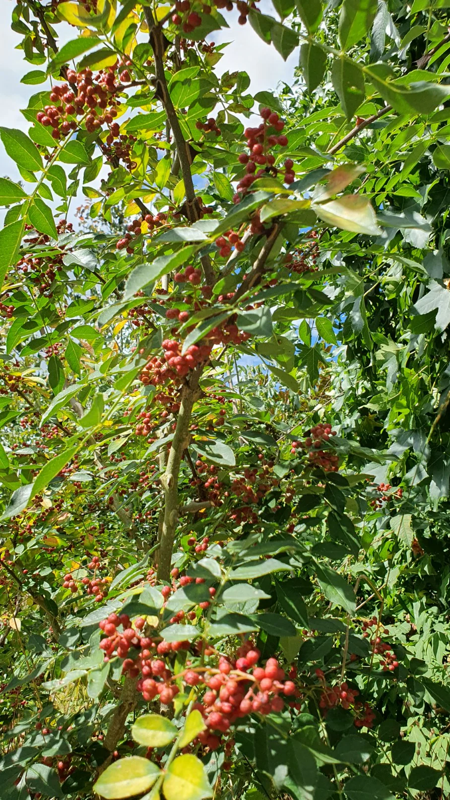 Poivrier du Sichuan (Zanthoxylum piperitum) - Image 4