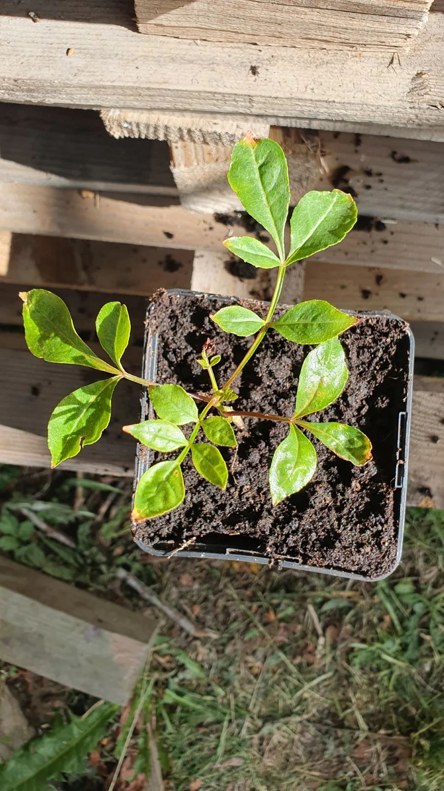 Poivrier du Sichuan (Zanthoxylum piperitum) - Image 5