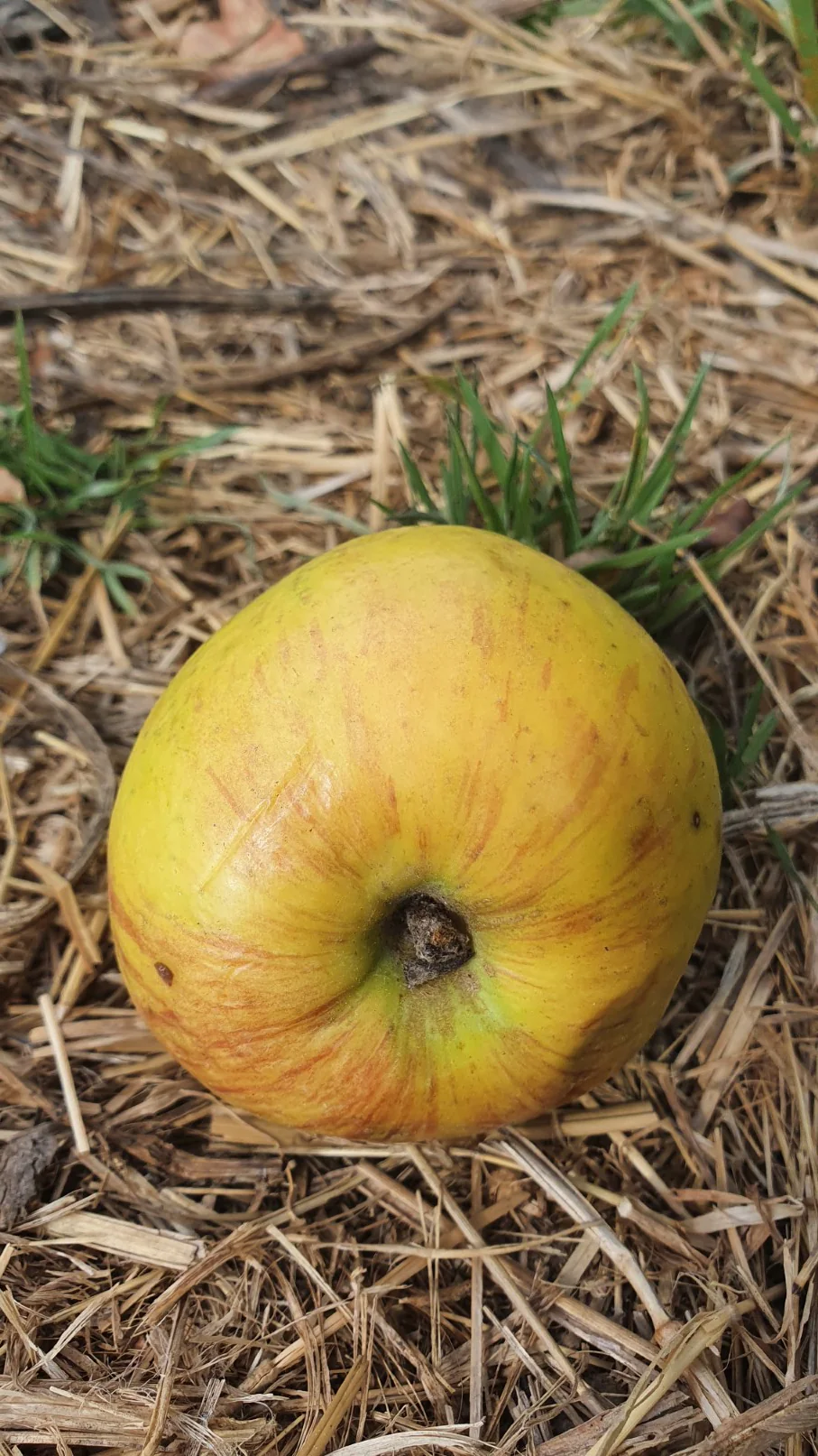 Pommier "Gravenstein" (pommier des moissons) - Image 3