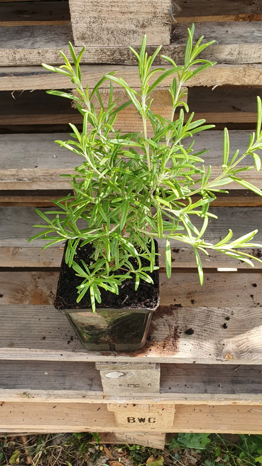 Romarin officinal (Rosmarinus officinalis) - Image 3