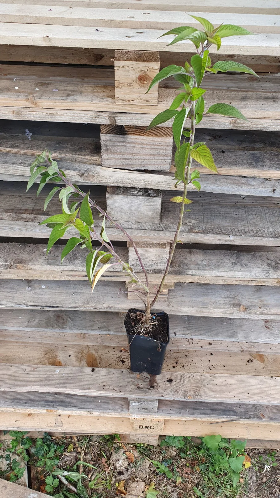 Sauge "Ananas" (Salvia elegans) - Image 3