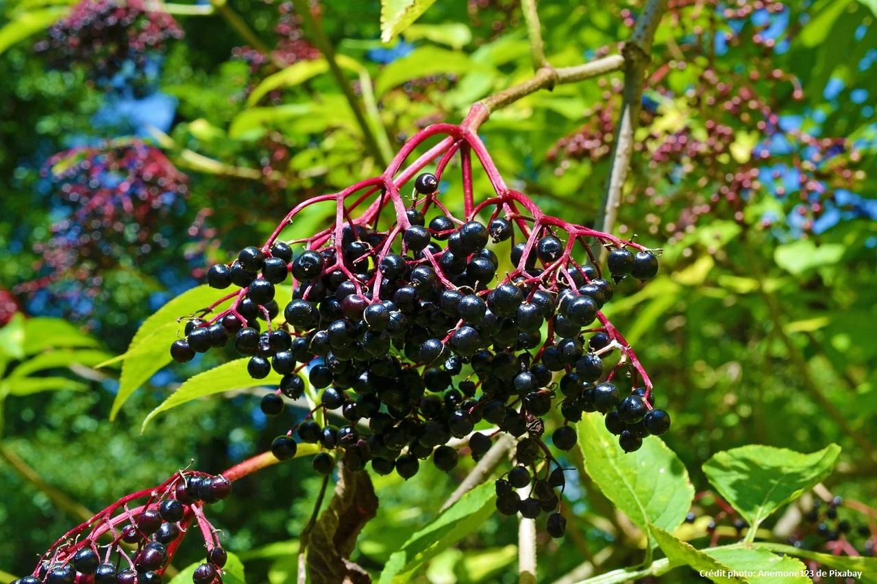 Sureau Noir (sambucus nigra) - Image 3