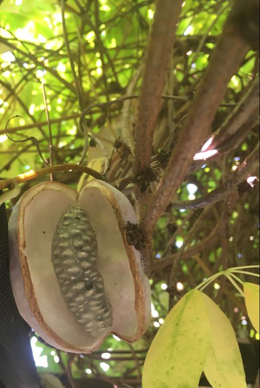 Vigne chocolat "red" (Akebia quinata) - Image 3